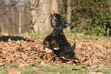 SCOTTISH TERRIER 106